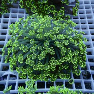 Close-up of a green succulent with radiating leaves and tiny yellow-green flower clusters at the tips on a grid background alluding to a garden setting.