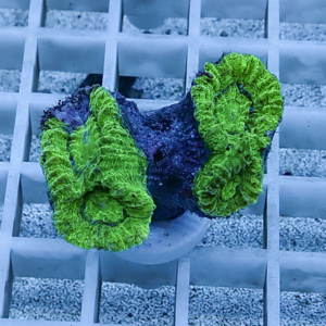 Bright green coral fragment attached to a white plug on a grid reef rack in a frag tank, blue lighting.