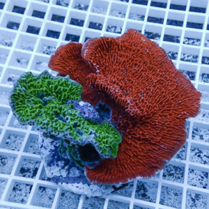 Red coral colony with a green coral attached, resting on a white grid in an aquarium.