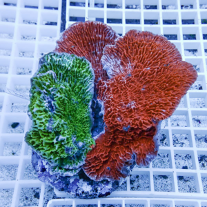 Close-up of a multicolored coral frag with bright green and red sections on a rock, resting on a white grid in an aquarium.