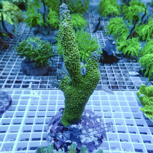 Bright green branching coral fragment attached to a rock, mounted on a white grid rack in a coral nursery.