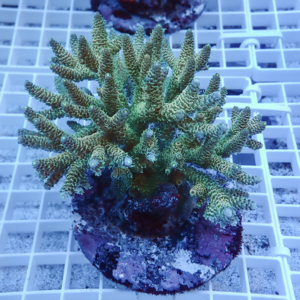 Frond-like green coral frag mounted on a plug atop a grid rack in a marine tank setting
