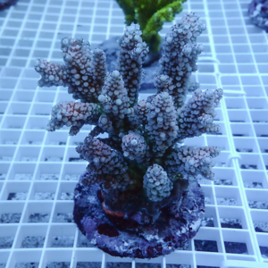 Blue-tinted close-up of a branching coral fragment with many stubby branches mounted on a rocky base on a white grid surface.