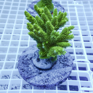 Green branching coral frag mounted on a round plug atop a circular base on a white frag rack (reef aquarium propagation).