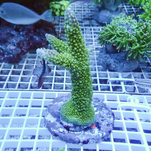 Green branching coral frag attached to a plug on a white grid in a reef aquarium, with small fish in the background.