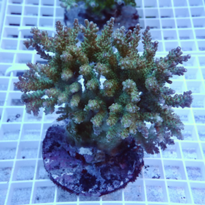Branching coral frag on a circular plug resting on a white grid shelf in a reef setup.