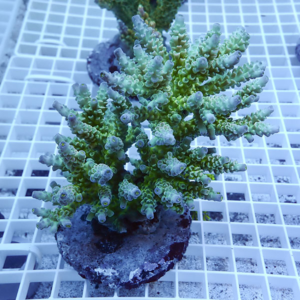 Branching coral frag with light green stems and pale blue tips growing in a plug on a white grid rack (reef aquarium nursery).