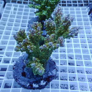 Green branching coral frag mounted on a circular plug in a reef aquarium, resting on a white frag rack.