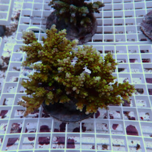 Yellow-green branching coral frag on a plug in a reef aquaculture rack on a white grid surface.