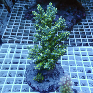 Green branching coral frag with bright polyp tips on a rock plug under blue aquarium lighting on a grid rack.