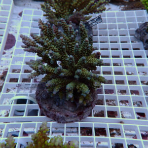 Branching green coral fragment in a pot on a white grid display rack in a nursery/reef tank setup