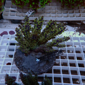 Green branching coral fragment mounted on a rock plug with a lab tag, resting on a white grid rack in a coral propagation setup.