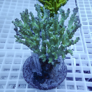 Coral frag planted in a circular plug, green branching coral on a white grid surface in an aquarium setting.