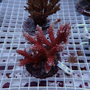 Red branching coral mounted on a rock, placed on a white grid rack in a marine aquarium display.
