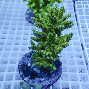 Green branching coral frag mounted on a circular plug on a grid rack, ready for reef tank placement.
