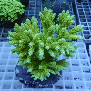 Neon green branching coral frag mounted on a plug in a grid aquarium rack background.