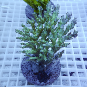 Branching green coral fragment mounted on a plug on a white frag rack in an aquarium setting