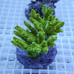 Neon green branching coral fragment mounted on a plug, resting on a grid rack in an aquarium.
