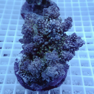 Purple branching coral frag mounted on a round plug, resting on a white grid in an aquarium.