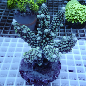 Blue-green reef coral frag with multiple knobby, branching arms mounted on a round plug on a grid surface.