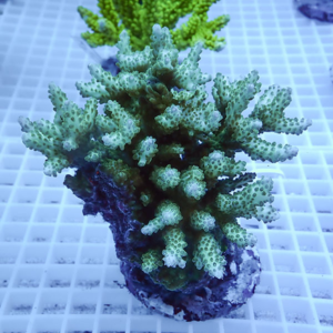 Green branching coral frag with numerous small polyps attached to a rock, resting on a white grid tray in an aquarium setting.