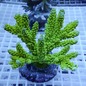 Bright green coral frag with multiple finger-like branches on a plug resting on a white grid.