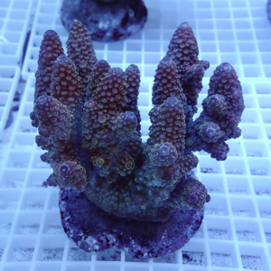 Purple coral frag with multiple upright branch tips on a circular plug in a reef aquarium on a white grid rack under blue lighting