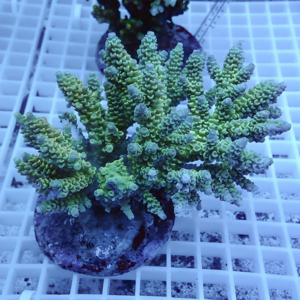 Bright green branching coral frag mounted on a circular plug atop a white grid rack in an aquarium setup under blue lighting.