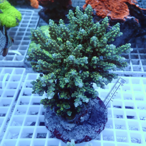 Bright green branching coral fragment mounted on a plug, placed on a grid rack in a reef aquarium, with a ruler showing scale.