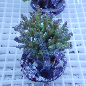 Green branching coral frag mounted on a plug, sitting on a white grid rack under blue aquarium lighting, with a small measuring ruler wrapped around the base to show size.