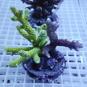 Green and purple branching coral fragments mounted on a circular frag plug, placed on a white grid frag rack in an aquarium set-up.