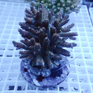 Close-up of a coral frag with dark brown branching arms on a circular plug on a white grid surface.] ,