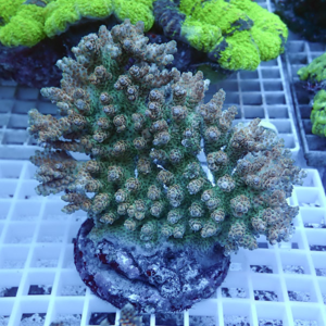 Branching coral colony with numerous small polyp heads on a rock fragment in a reef tank, resting on a plug atop a grid rack.