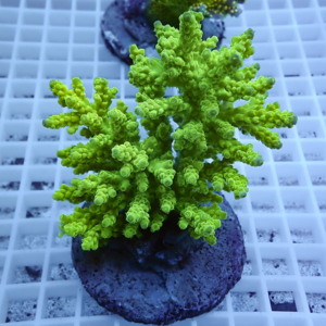 Neon green branching coral frag mounted on a brown plug amid a white grid background for aquarium display.