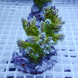 Green branching coral frag with blue-tinted tips mounted on a round plug in a white grid rack.