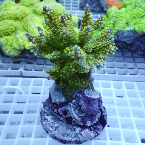 Green branching coral frag mounted on a purple rock, positioned on a white grid in an aquarium.