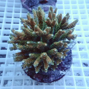 Small branching coral frag (Acropora) in a pot on a grid rack, green-brown coloring.