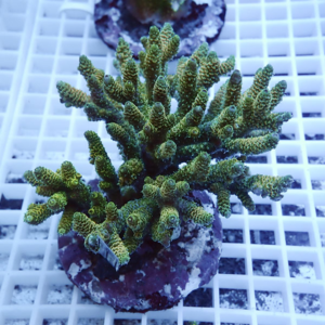 Green branching coral fragment mounted on a purple plug on a white grid rack, ready for reef aquarium setup.