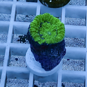 Bright green coral fragment with circular ridges on a white plug in a grid rack next to other plugs in a lab setup.