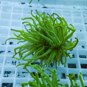 irm-b-2289 - AQUAGIFT 用品ショップ Bright green sea anemone-like coral fragment with long waving tentacles on a white frag rack in an aquarium.
