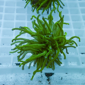 irm-b-2290 - AQUAGIFT 用品ショップ Bright green sea anemone‑like soft coral with many slender, wavy tentacles on a white coral frag rack in an aquarium.