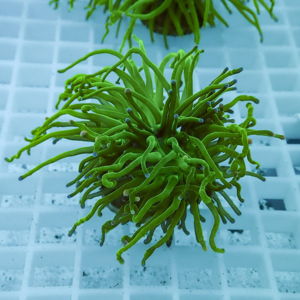 irm-b-2291 - AQUAGIFT 用品ショップ Green sea anemone–like coral fragment with long slender tentacles spread over a white grid rack in an aquarium setting.