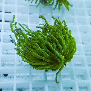 irm-b-2293 - AQUAGIFT 用品ショップ Bright green torch coral with long curling tentacles on a white grid aquarium rack at the edge of a reef tank.