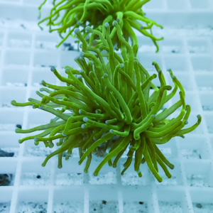 Bright green sea anemone with long wavy tentacles resting on a white frag rack in an aquarium