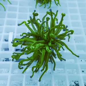 Bright green coral frag with long, twisting tentacles and blue-tipped ends resting on a white grid.