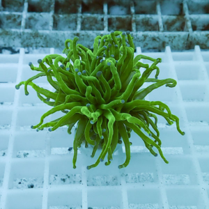 Bright green sea anemone with long, wavy tentacles resting on a white grid rack in an aquarium setting.