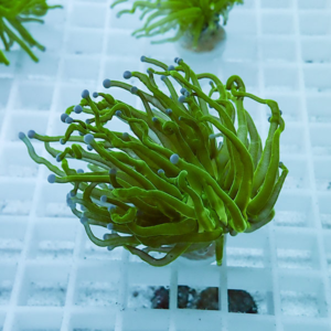 Close-up of a bright green coral frag with long curling tentacles on a white grid rack in an aquarium.