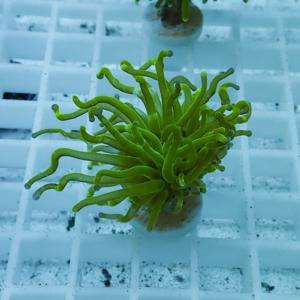 Green coral fragment with long wavy tentacles attached to a plug on a white propagation rack in an aquarium system.