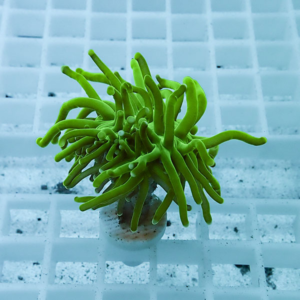 Bright green coral frag with long slender tentacles mounted on a white plug on a grid rack for aquaculture or hobbyist reef setup.