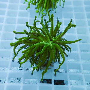Bright green coral frag with long, slender tentacles on a white grid frag plug in an aquarium setup.